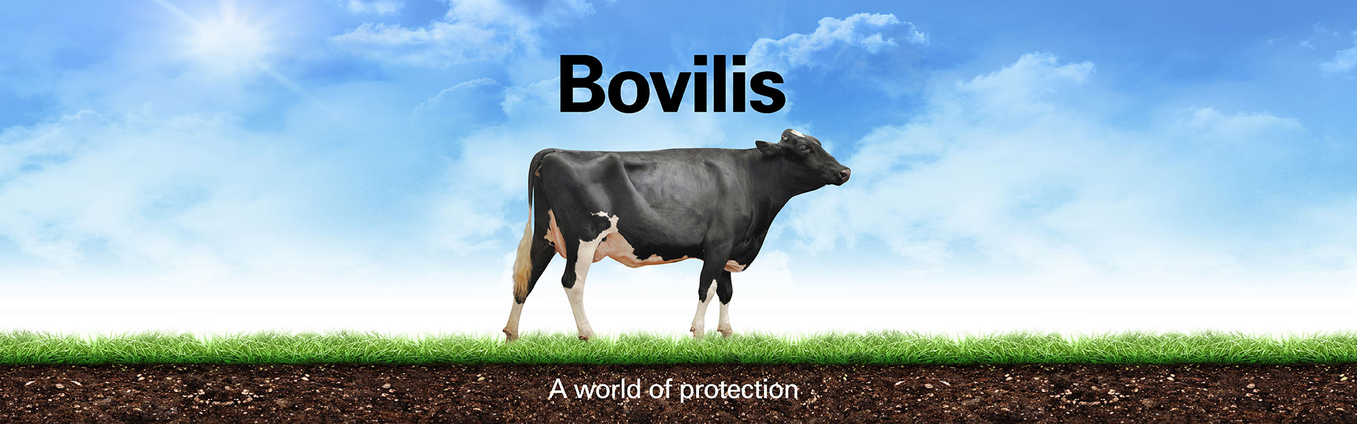 MSD Animal Health campaign design by Design Minds