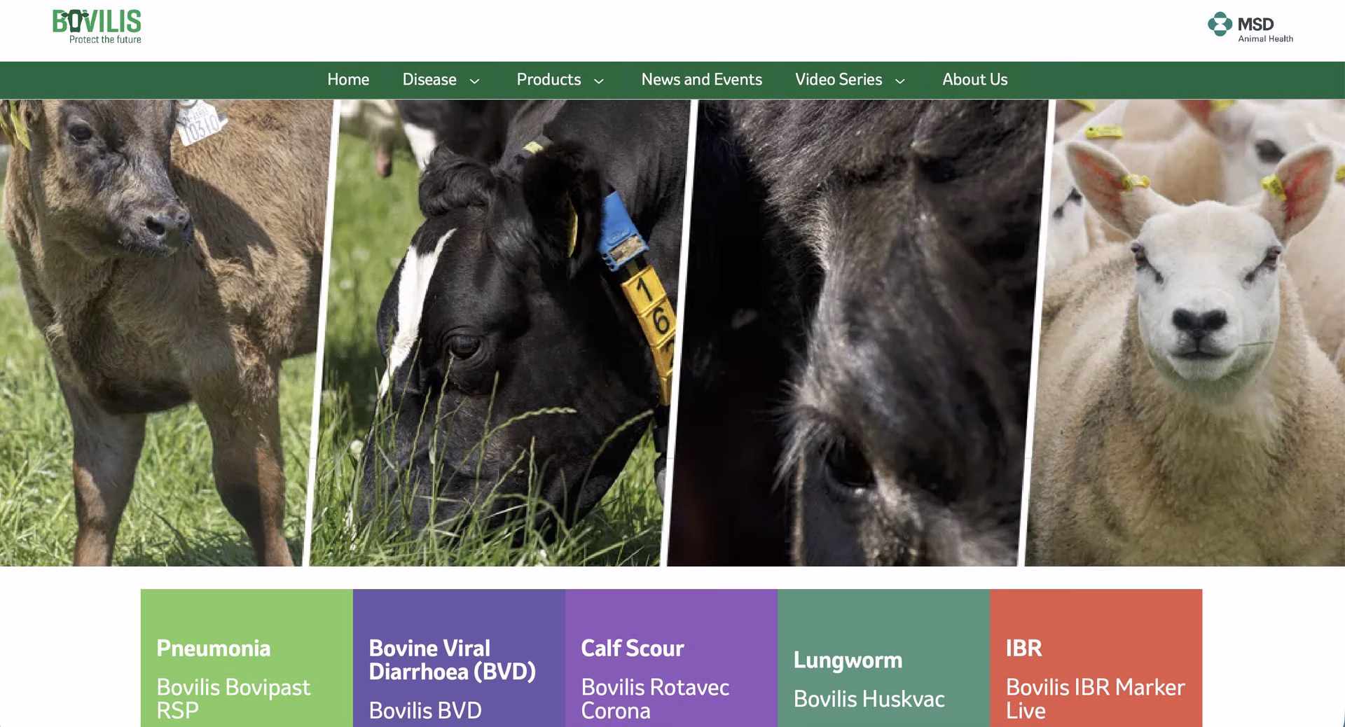 MSD Bovilis website designed by Design Minds
