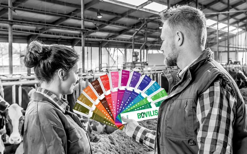 Farmer holding a fan of colour-coded Bovilis vaccine leaflets for MSD Animal Health